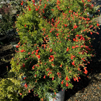 Nana Pomegranate