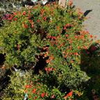 Nana Pomegranate