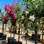 Natchez Crape Myrtle 