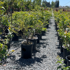 Natchez Crape Myrtle