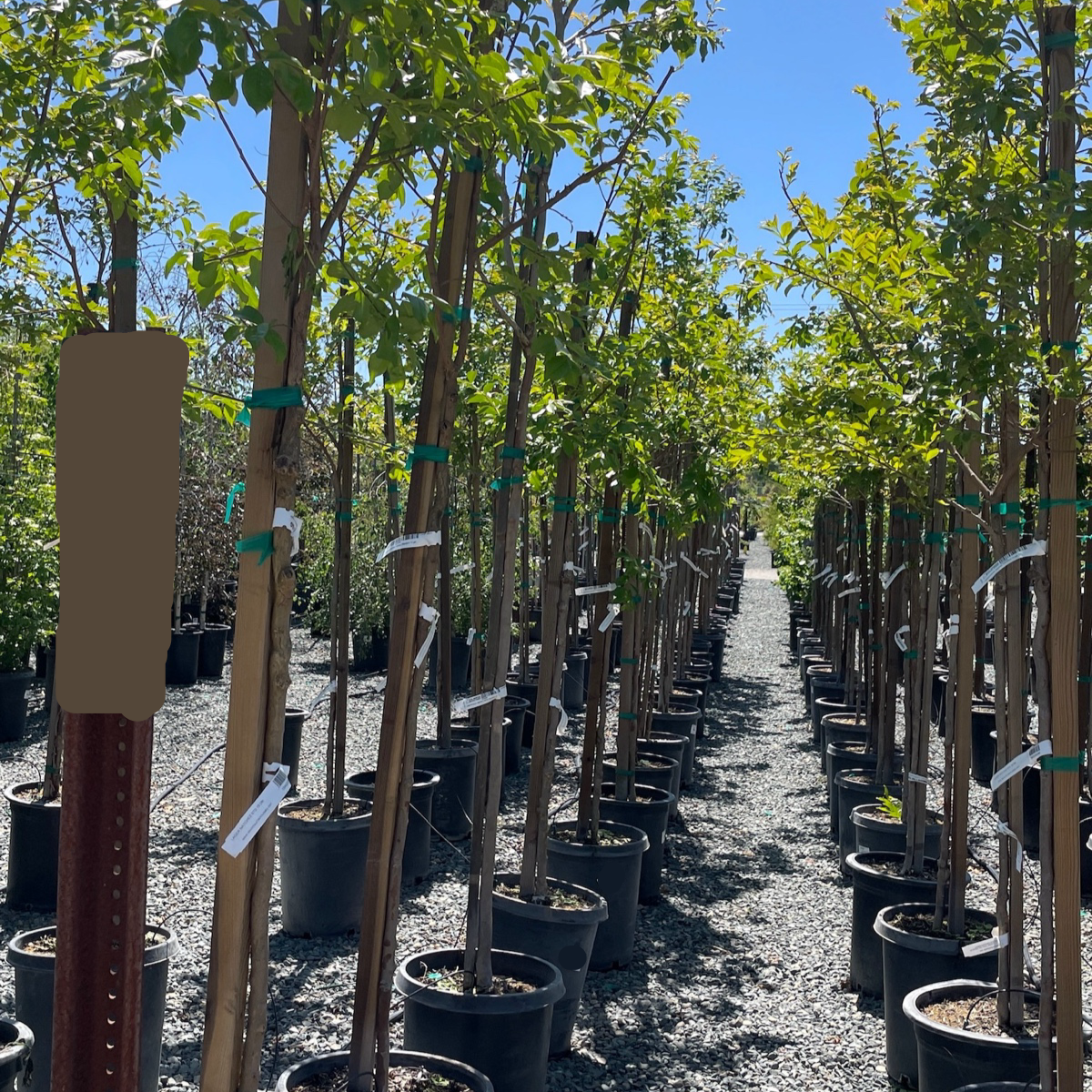 Natchez Crape Myrtle
