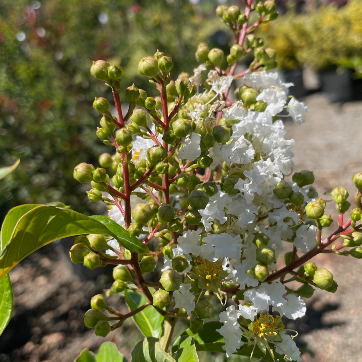 Natchez Crape Myrtle