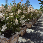 Natchez Crape Myrtle