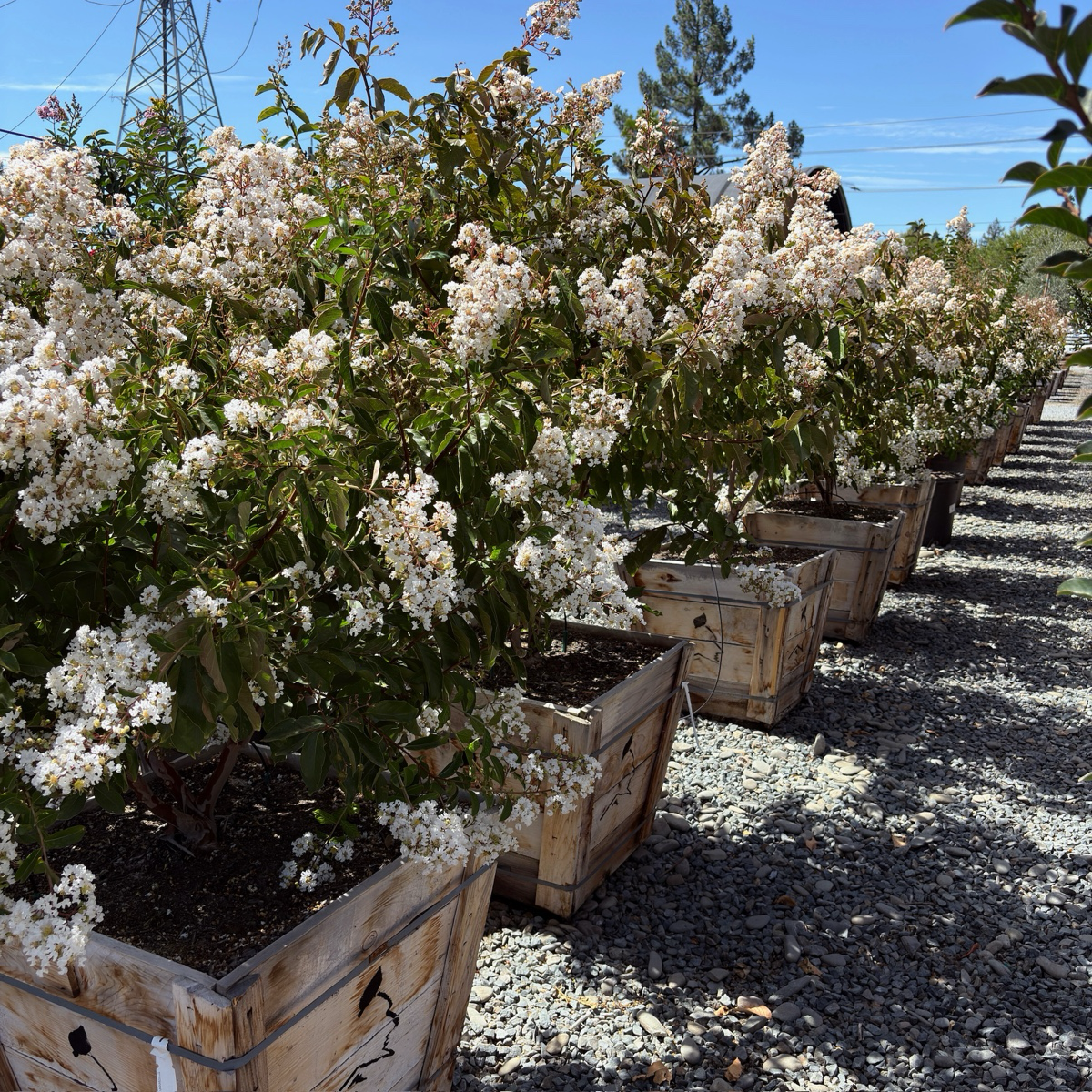 Natchez Crape Myrtle