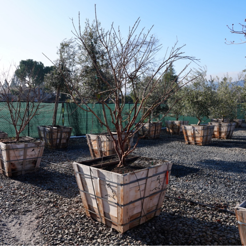 Natchez Crape Myrtle