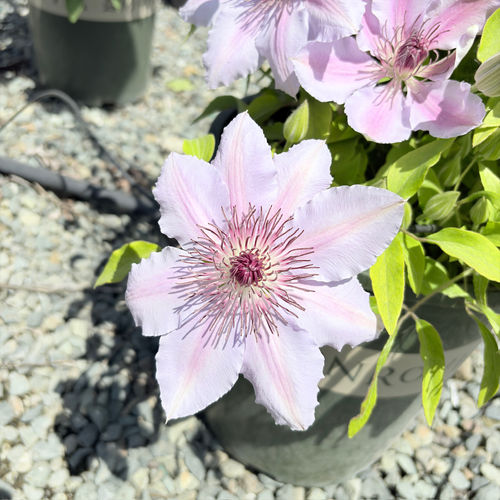 繁星铁线莲｜花量丰富如星点，轻松打造立体花景– Victory Nursery