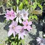 Pink and white Nelly Moser Clematis flowers with green leaves in a garden setting