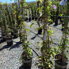 Potted Nelly Moser Clematis plants in a nursery setting with gravel ground and other plants in the background.
