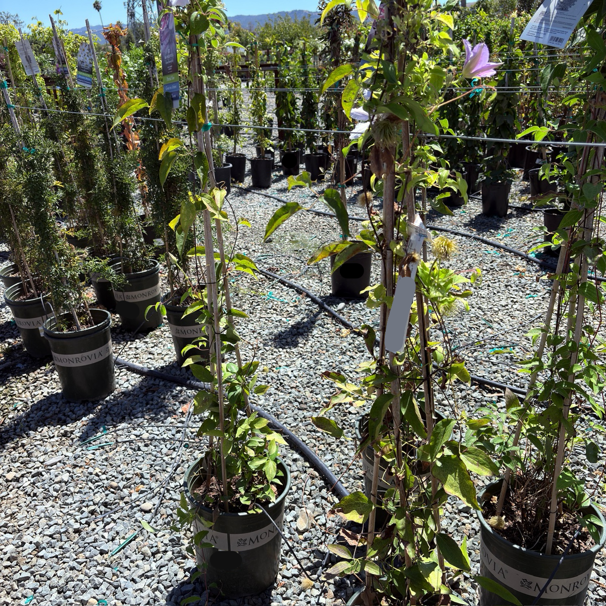Potted Nelly Moser Clematis plants in a nursery setting with gravel ground and other plants in the background.