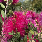 Neon Pink Bottle Pop Bottlebrush