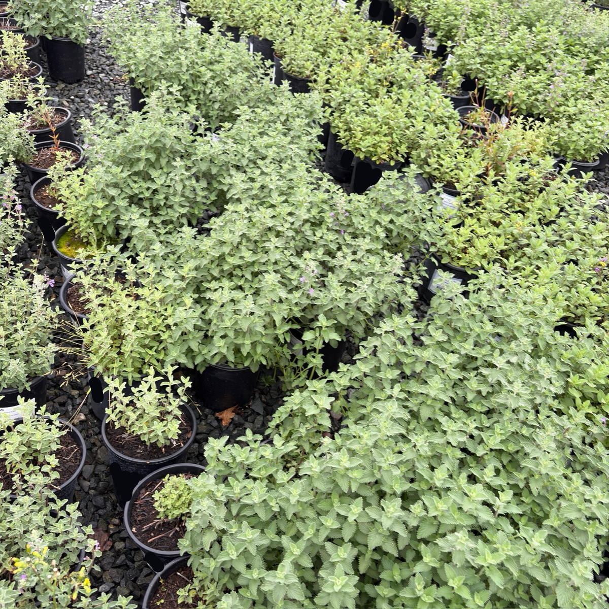 Nepeta 'Dropmore'