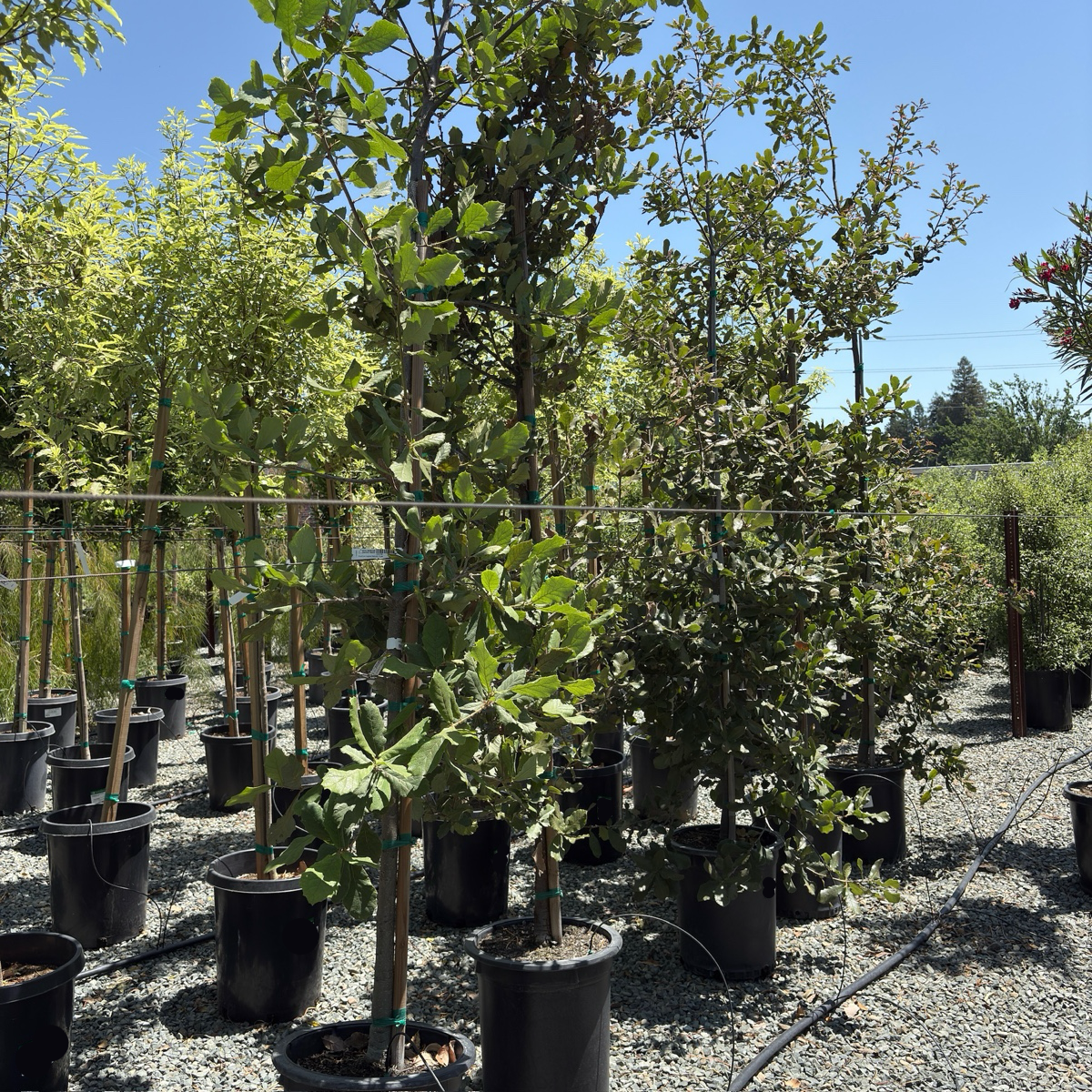 Netleaf Oak