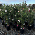 New Dawn Climbing Rose