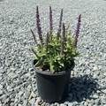 New Dimension Salvia