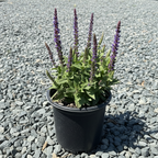 New Dimension Salvia