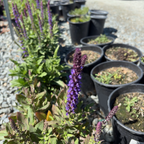 New Dimension Salvia