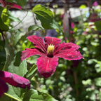Niobe Clematis flower with green leaves in a garden setting