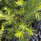 Noell Grevillea
