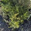 Noell Grevillea