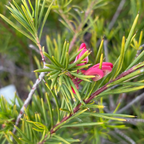 Noell Grevillea