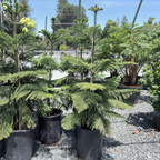 Norfolk Island Pine