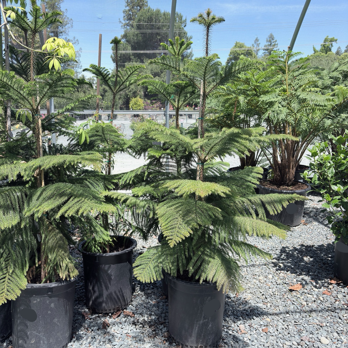 Norfolk Island Pine