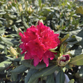 Nova Zembla Rhododendron