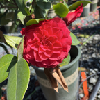 Nuccio's Bella Rossa Camellia