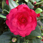 Nuccio's Bella Rossa Camellia