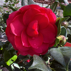 Nuccio's Bella Rossa Camellia
