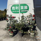 Nuccio's Bella Rossa Camellia
