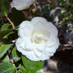 Nuccio's Gem Camellia