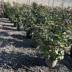 Nuccio's Gem Camellia