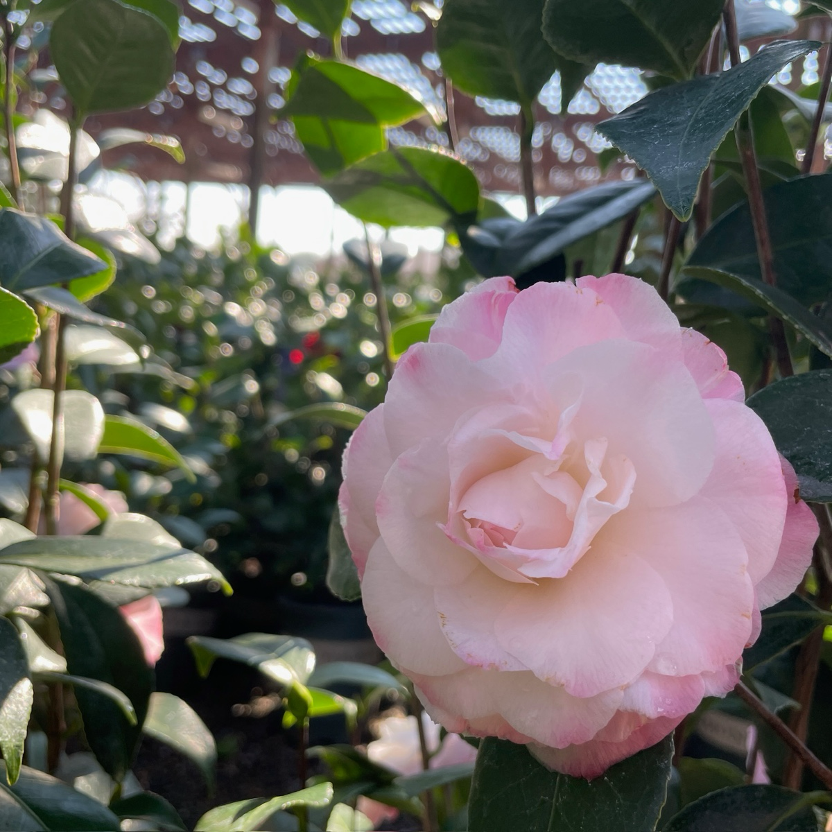 Nuccio's Pearl Camellia