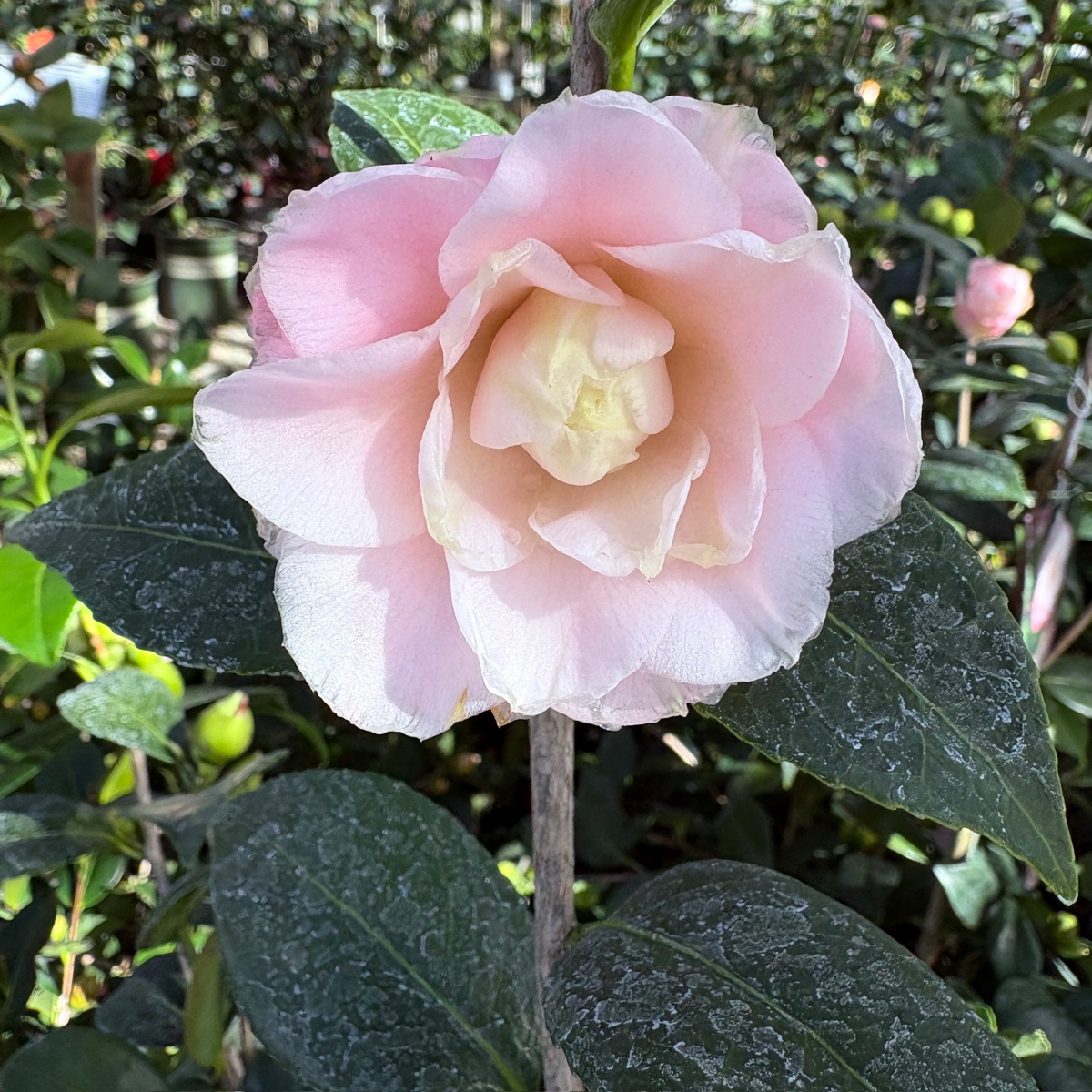 Nuccio's Pearl Camellia