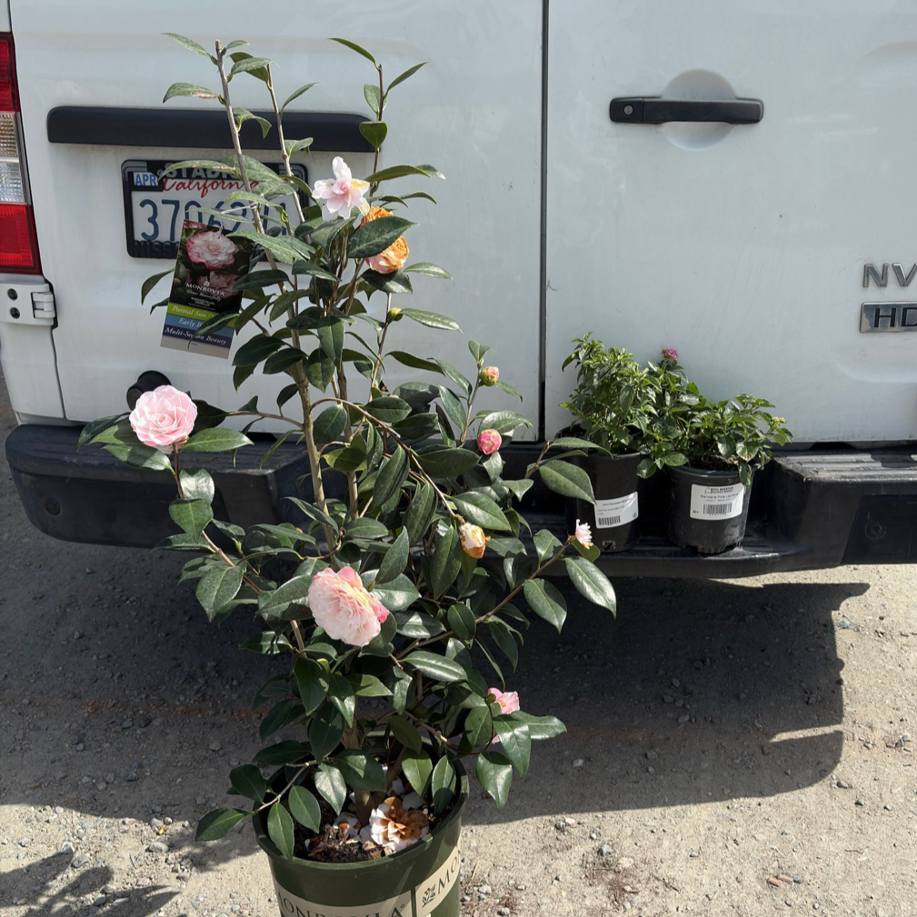 Nuccio's Pearl Camellia