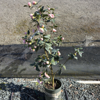Nuccio's Pearl Camellia