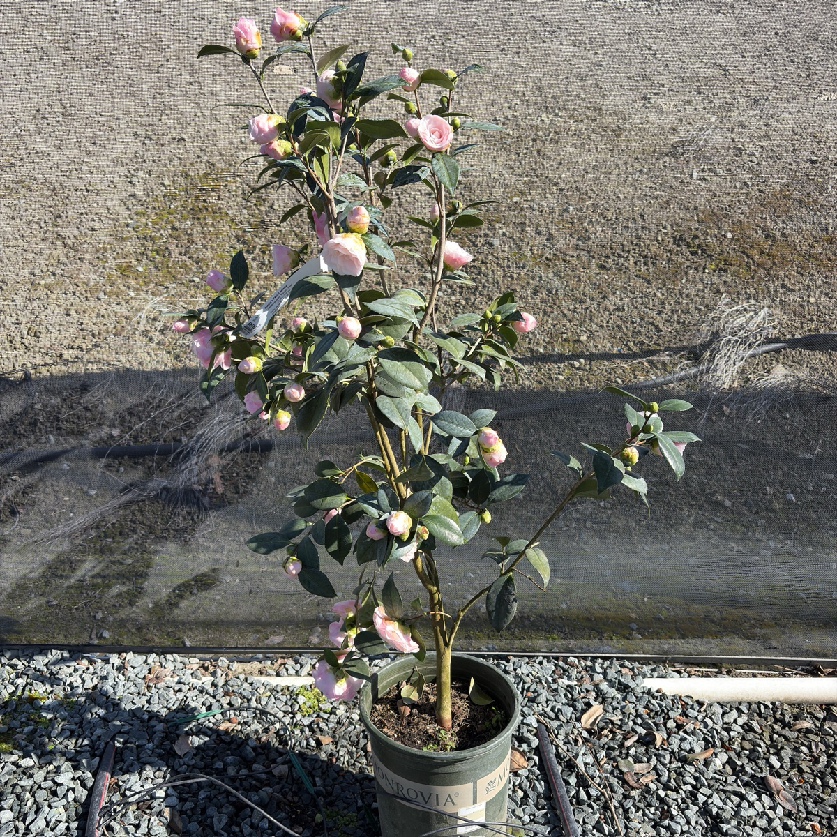 Nuccio's Pearl Camellia
