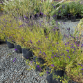 Nuevo Leon Autumn Sage