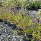 Nuevo Leon Autumn Sage