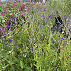 Nuevo Leon Autumn Sage