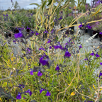 Nuevo Leon Autumn Sage