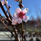 O'Henry Peach