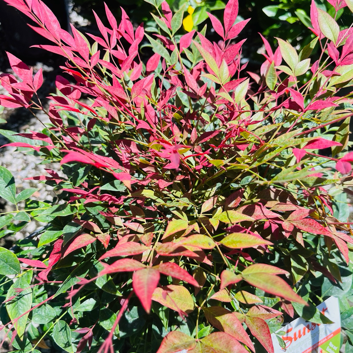 Obsession Nandina Plant with red and green leaves in a natural setting