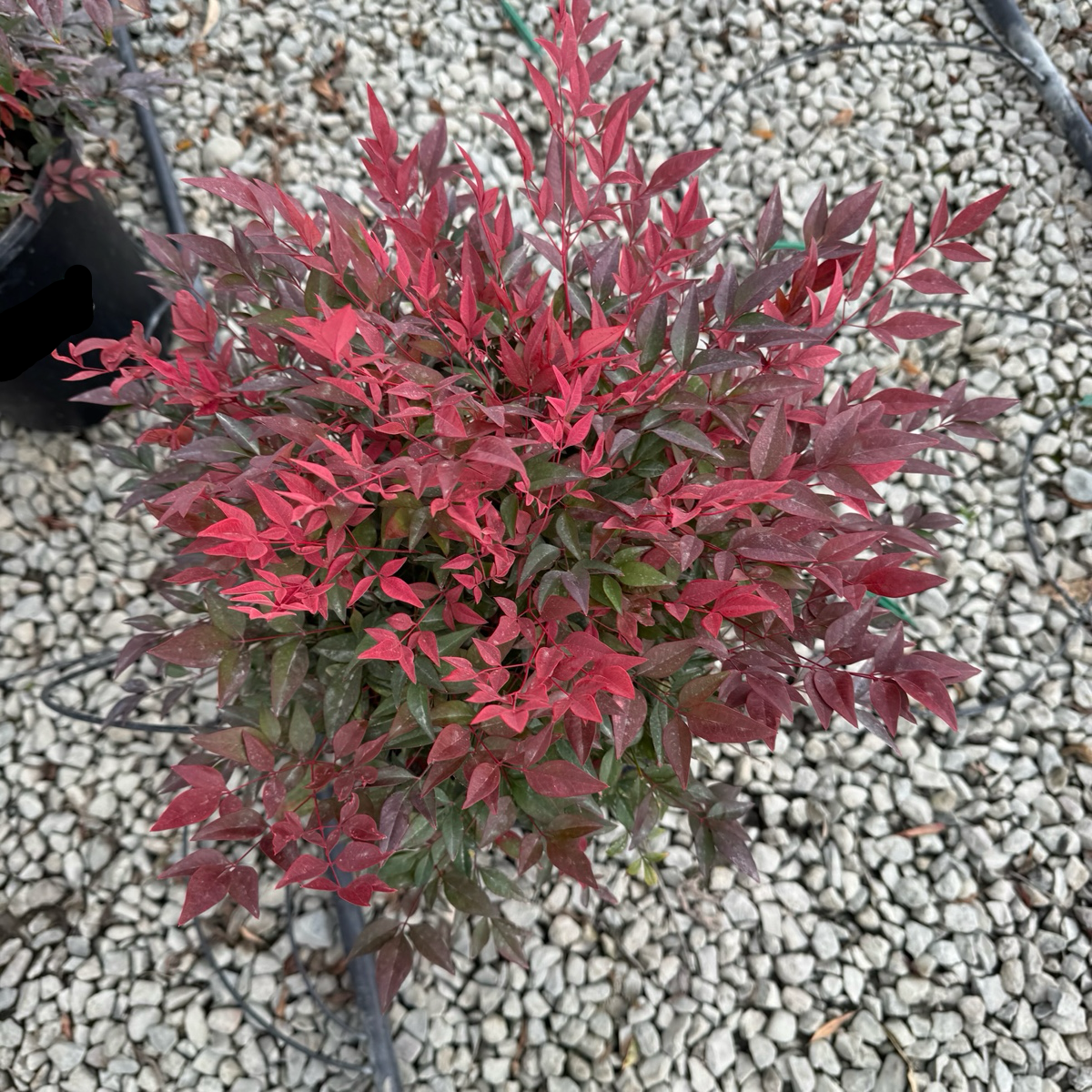 Small potted Obsession Nandina plant with red and green leaves on a gravel surface