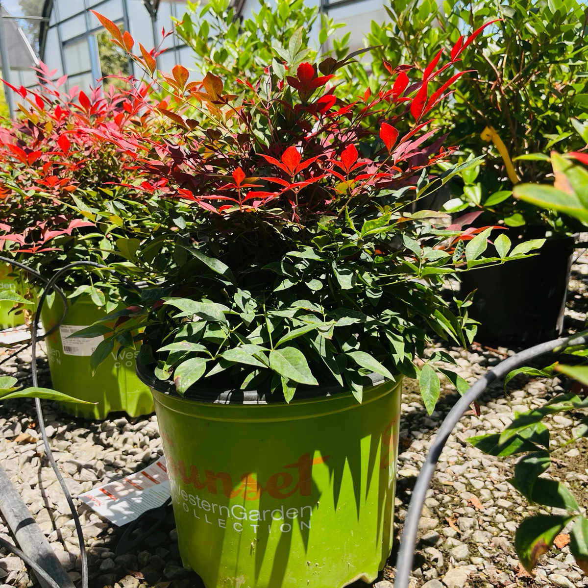 Potted Obsession Nandina with red and green leaves in a greenhouse setting