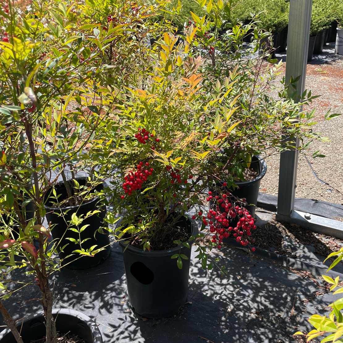 Potted Obsession Nandina plants with red berries on a gravel surface