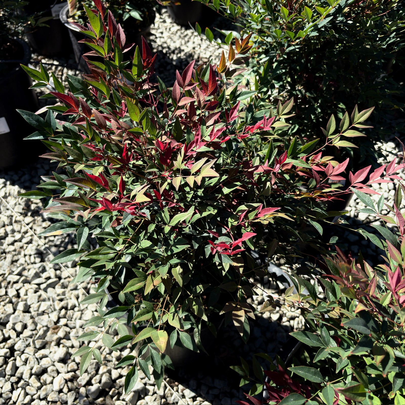Potted Obsession Nandina with red and green leaves on a gravel surface