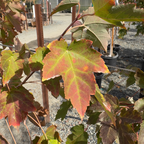 October Glory Red Maple