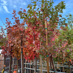 October Glory Red Maple